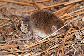 Crocidura leucodon / Feldspitzmaus / Spitzmuse - Soricidae