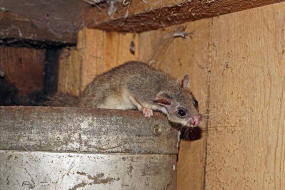 Glis glis / Siebenschlfer / Bilche - Gliridae / Ordnung: Nagetiere - Rodentia