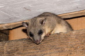 Glis glis / Siebenschlfer / Bilche - Gliridae / Ordnung: Nagetiere - Rodentia