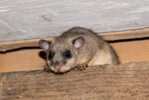 Glis glis / Siebenschlfer / Bilche - Gliridae / Ordnung: Nagetiere - Rodentia