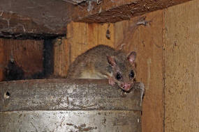 Glis glis / Siebenschlfer / Bilche - Gliridae / Ordnung: Nagetiere - Rodentia