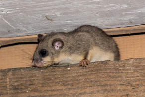 Glis glis / Siebenschlfer / Bilche - Gliridae / Ordnung: Nagetiere - Rodentia