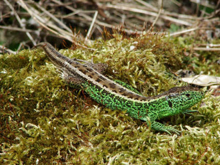 Lacerta agilis / Zauneidechse / Mnnchen im Hochzeitskleid