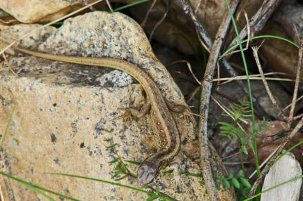 Lacerta agilis / Zauneidechse / Weibchen / Naturlehrpfad NSG Weilbacher Kiesgruben / 06. April 2007