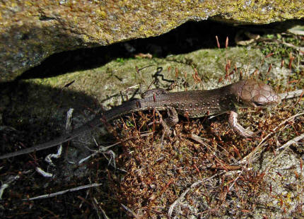 Lacerta agilis / Zauneidechse / Jungtier / "Am Raben" / Hattersheim / 14. Juli 2007