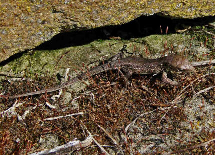 Lacerta agilis / Zauneidechse / Jungtier / "Am Raben" / Hattersheim / 14. Juli 2007