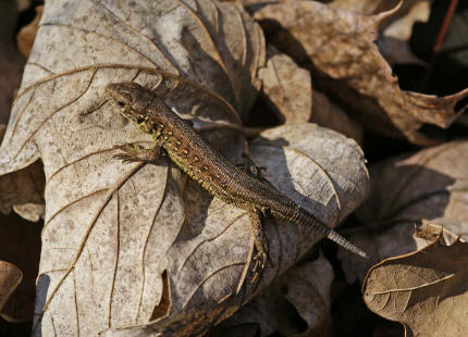 Lacerta agilis / Zauneidechse / Mnnchen - Jungtier / "Altes Industriestammgleis" / Okriftel / 07. April 2009