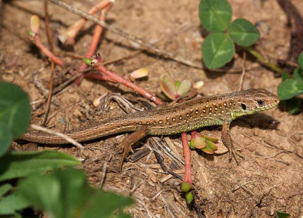 Lacerta agilis / Zauneidechse / Mnnchen - Jungtier / "Brache Voltastrae (rechts)" / Hattersheim / 19. September 2009