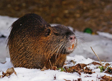 Myocastor coypus / Nutria / Biberratte / Biberratten - Myocastoridae