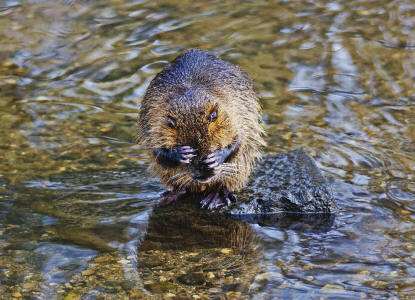 Myocastor coypus / Nutria / Biberratte / Biberratten - Myocastoridae