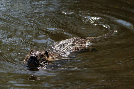 Myocastor coypus / Nutria / Biberratte / Biberratten - Myocastoridae