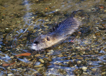 Myocastor coypus / Nutria / Biberratte / Biberratten - Myocastoridae