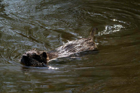 Myocastor coypus / Nutria / Biberratte / Biberratten - Myocastoridae