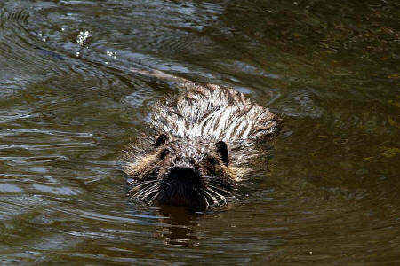 Myocastor coypus / Nutria / Biberratte / Biberratten - Myocastoridae