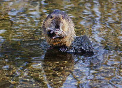 Myocastor coypus / Nutria / Biberratte / Biberratten - Myocastoridae