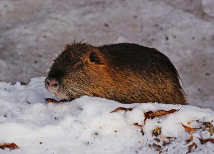 Myocastor coypus / Nutria / Biberratte / Biberratten - Myocastoridae