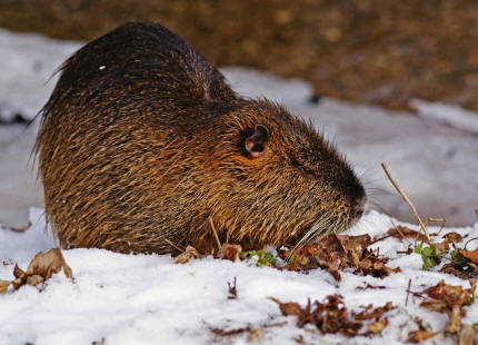 Myocastor coypus / Nutria / Biberratte / Biberratten - Myocastoridae