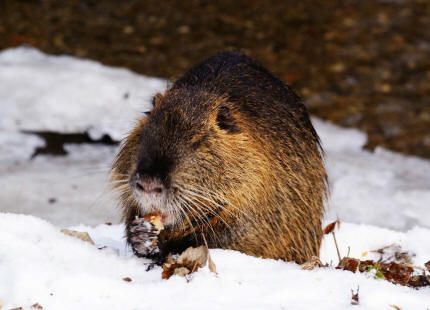 Myocastor coypus / Nutria / Biberratte / Biberratten - Myocastoridae