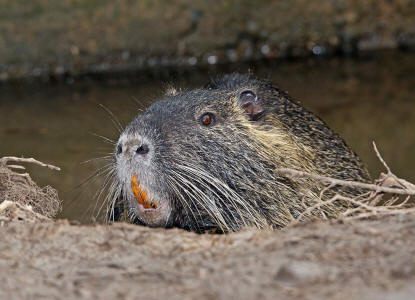 Myocastor coypus / Nutria / Biberratte / Biberratten - Myocastoridae