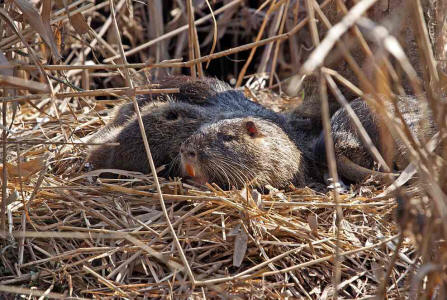 Myocastor coypus / Nutria / Biberratte / Biberratten - Myocastoridae