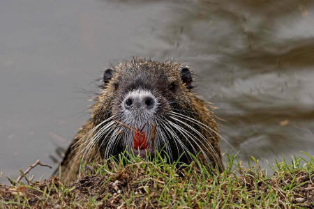 Myocastor coypus / Nutria / Biberratte / Biberratten - Myocastoridae