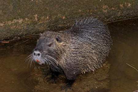 Myocastor coypus / Nutria / Biberratte / Biberratten - Myocastoridae