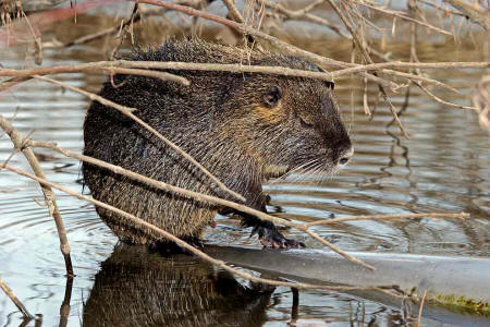 Myocastor coypus / Nutria / Biberratte / Biberratten - Myocastoridae