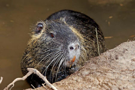 Myocastor coypus / Nutria / Biberratte / Biberratten - Myocastoridae