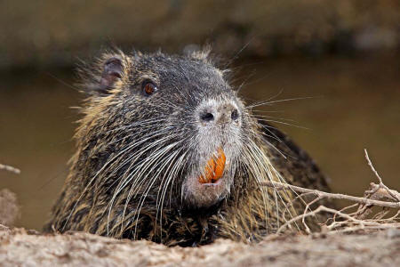 Myocastor coypus / Nutria / Biberratte / Biberratten - Myocastoridae