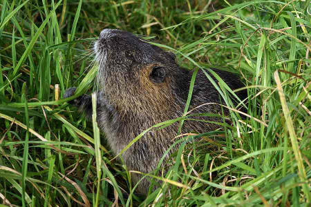 Myocastor coypus / Nutria / Biberratte / Biberratten - Myocastoridae