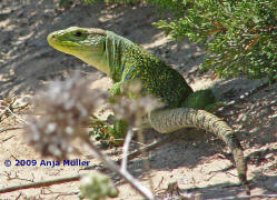 Timon lepidus / Perleidechse / Echte Eidechsen - Lacertidae