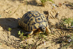 Testudo graeca ssp. nabeulensis / Tunesische Landschildkrte / Landschildkrten - Testudinidae