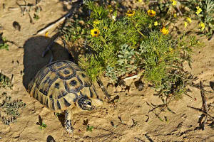 Testudo graeca ssp. nabeulensis / Tunesische Landschildkrte / Landschildkrten - Testudinidae