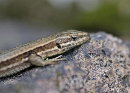 Zootoca vivipara / Waldeidechse / Bergeidechse / Mooreidechse / Echte Eidechsen - Lacertidae