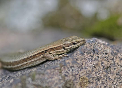 Zootoca vivipara / Waldeidechse / Bergeidechse / Mooreidechse / Echte Eidechsen - Lacertidae