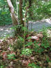 Cephalanthera damasonium / Weies Waldvgelein