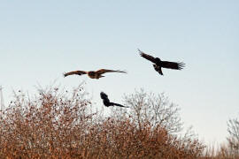 Buteo buteo / Musebussard / Habischtartige -  Accipitridae