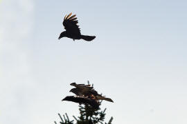 Buteo buteo / Musebussard / Habischtartige -  Accipitridae