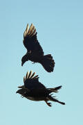 Buteo buteo / Musebussard / Habischtartige -  Accipitridae