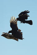 Buteo buteo / Musebussard / Habischtartige -  Accipitridae