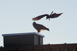 Buteo buteo / Musebussard / Habischtartige -  Accipitridae