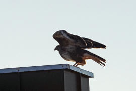 Buteo buteo / Musebussard / Habischtartige -  Accipitridae