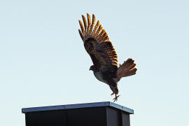 Buteo buteo / Musebussard / Habischtartige -  Accipitridae