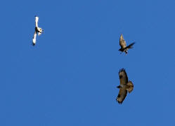 Buteo buteo / Musebussard / Habischtartige -  Accipitridae