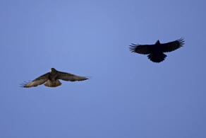 Buteo buteo / Musebussard / Habischtartige -  Accipitridae