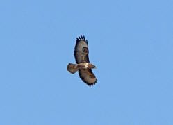 Buteo buteo / Musebussard / Habischtartige -  Accipitridae