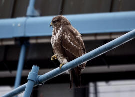 Buteo buteo / Musebussard / Habischtartige -  Accipitridae