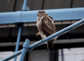 Buteo buteo / Musebussard / Habischtartige -  Accipitridae