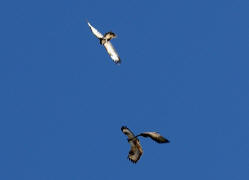 Buteo buteo / Musebussard / Habischtartige -  Accipitridae