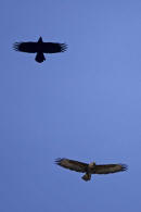 Buteo buteo / Musebussard / Habischtartige -  Accipitridae